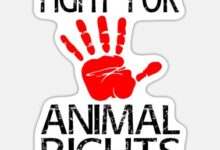 Supporting Animal Rights Organizations
