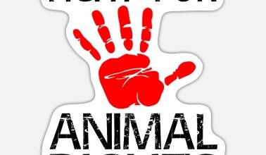 Supporting Animal Rights Organizations