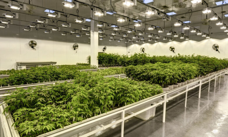 The Popularity of Real Estate Investment in Cannabis Facilities and Dispensaries