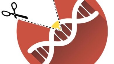 Biotechnology and gene editing exploring the potential benefits and ethical concerns