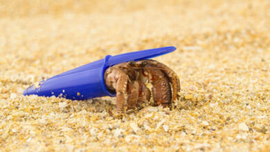Hermit crabs find new homes in plastic waste: Shell shortage or clever choice?