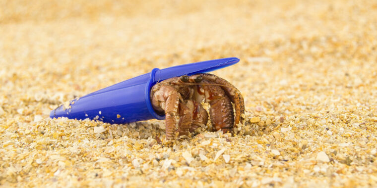 Hermit crabs find new homes in plastic waste: Shell shortage or clever choice?
