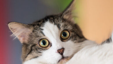 “Very sick” pet cat gave Oregon resident case of bubonic plague