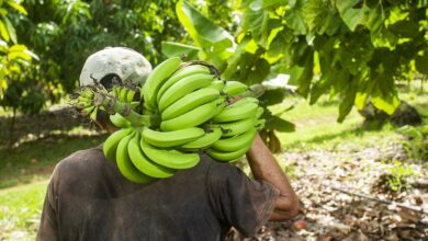 A fair day’s wage for a fair day’s work? Banana workers could earn living wage