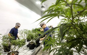 Canopy Growth shares—predicted to hit zero last year—surge as Germany decriminalizes cannabis