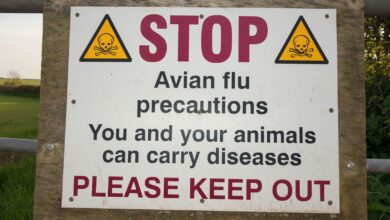 CDC Tells Docs to Be on the Lookout for Bird Flu Cases