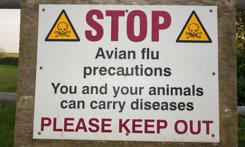 CDC Tells Docs to Be on the Lookout for Bird Flu Cases