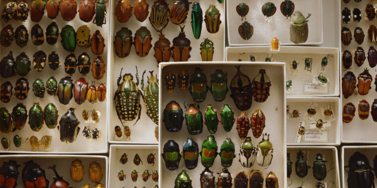Why are there so many species of beetles?