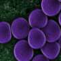 Meet Clostridium butyricum—the bacteria that helps keep us feeling our best