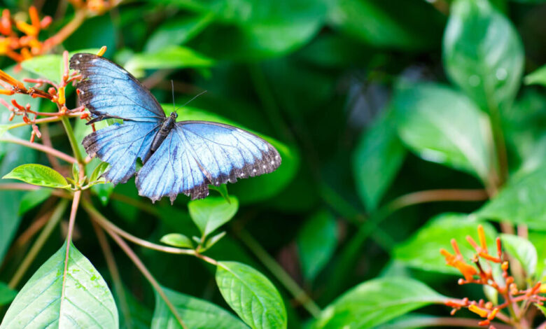 A Butterfly Refuge in Key West