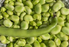 What are consumer attitudes to faba beans?