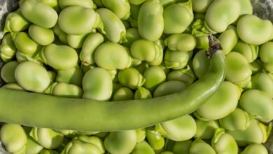 What are consumer attitudes to faba beans?