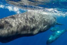 The way whales communicate is closer to human language than we realized