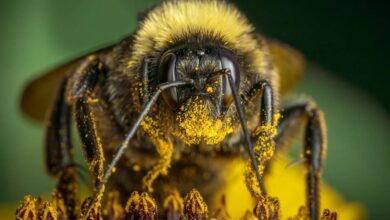 Enter This World Bee Day Photo Competition