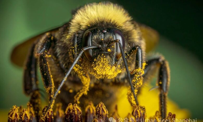 Enter This World Bee Day Photo Competition