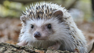 Housing giants to build bird nests and hedgehog highways