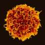 New therapy strengthens the immune system’s counterattack on skin cancer