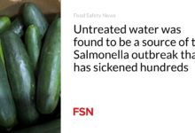 Untreated water was found to be a source of the Salmonella outbreak that has sickened hundreds