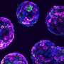 UK issues guidelines for use of stem cell-based embryo models in research