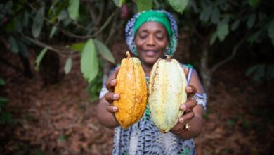 Why cocoa farmers don’t earn a living income