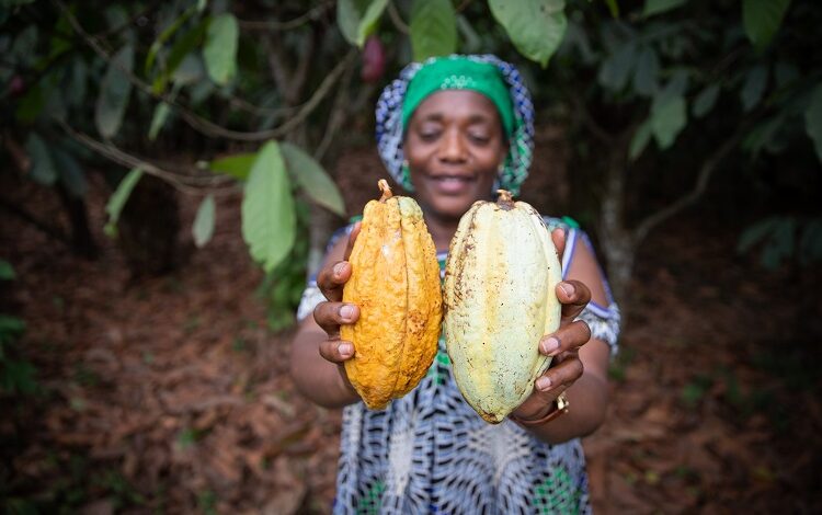 Why cocoa farmers don’t earn a living income