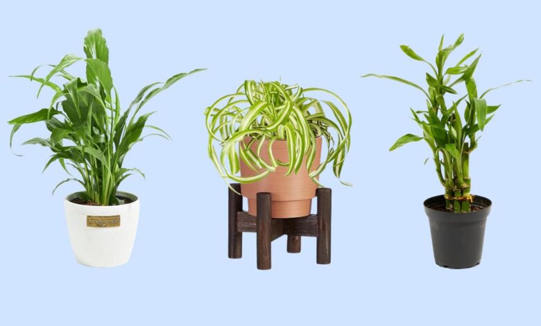 Best Low-Light Indoor Plants 2024