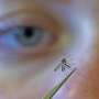 EEE, West Nile, malaria: Know the difference between these mosquito-borne diseases