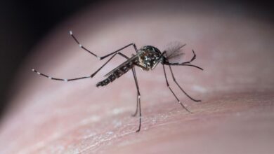 West Nile and EEE: What to Know About Mosquito-Borne Illness in the U.S.