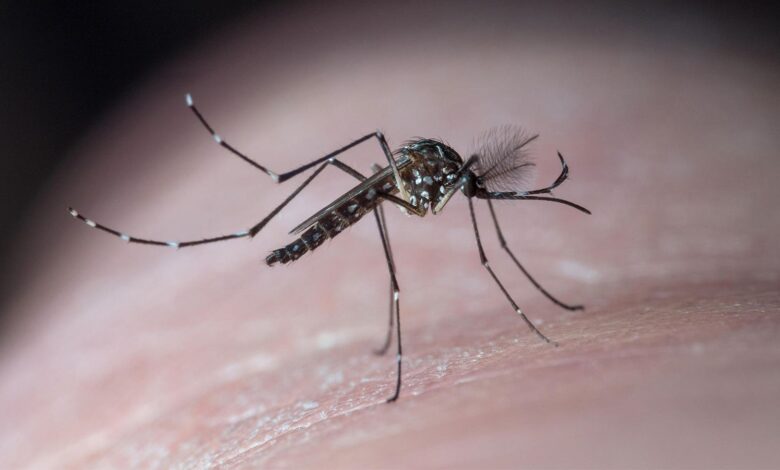 West Nile and EEE: What to Know About Mosquito-Borne Illness in the U.S.