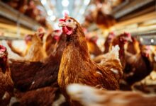 The Download: bird flu concerns, and tracking AI’s impact on elections