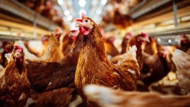 The Download: bird flu concerns, and tracking AI’s impact on elections