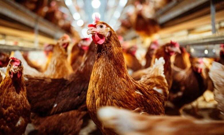 The Download: bird flu concerns, and tracking AI’s impact on elections