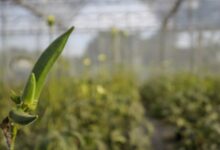 Refugees Settled in New Hampshire Turn to Farming