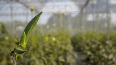 Refugees Settled in New Hampshire Turn to Farming