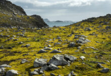 Greening of Antartica shows how climate change affects the frozen continent