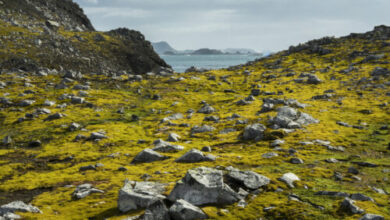 Greening of Antartica shows how climate change affects the frozen continent