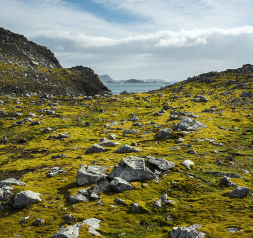 Greening of Antartica shows how climate change affects the frozen continent