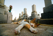 Japan’s Cat Island won’t survive much longer