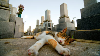 Japan’s Cat Island won’t survive much longer