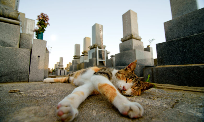 Japan’s Cat Island won’t survive much longer