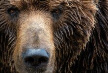 NCSC issues fresh alert over wave of Cozy Bear activity