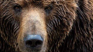 NCSC issues fresh alert over wave of Cozy Bear activity