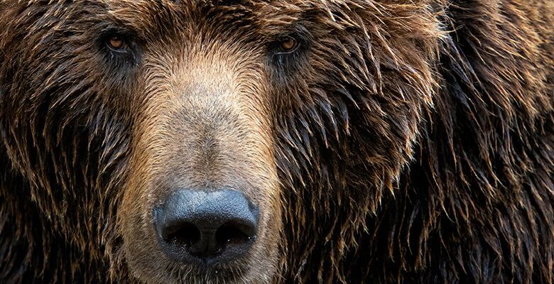 NCSC issues fresh alert over wave of Cozy Bear activity