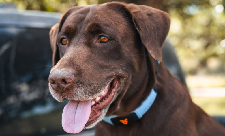 I’ve seen the new AI collar that lets your dog talk, and it’s as wild as it sounds