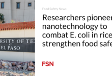 Researchers pioneer nanotechnology to combat E. coli in rice, strengthen food safety