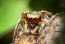 What do jumping spiders find sexy? How DIY tech is offering insights into the animal mind.