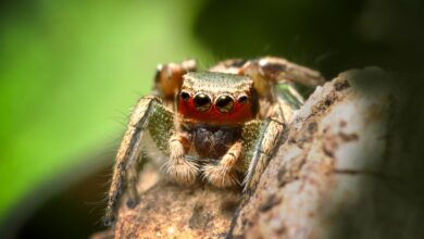 What do jumping spiders find sexy? How DIY tech is offering insights into the animal mind.