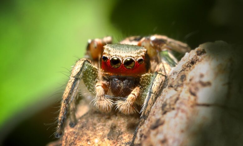 What do jumping spiders find sexy? How DIY tech is offering insights into the animal mind.