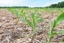 How can alternative proteins and regenerative agriculture work together?