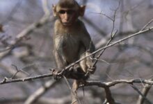 Research monkeys still having a ball days after busting out of lab, policy say